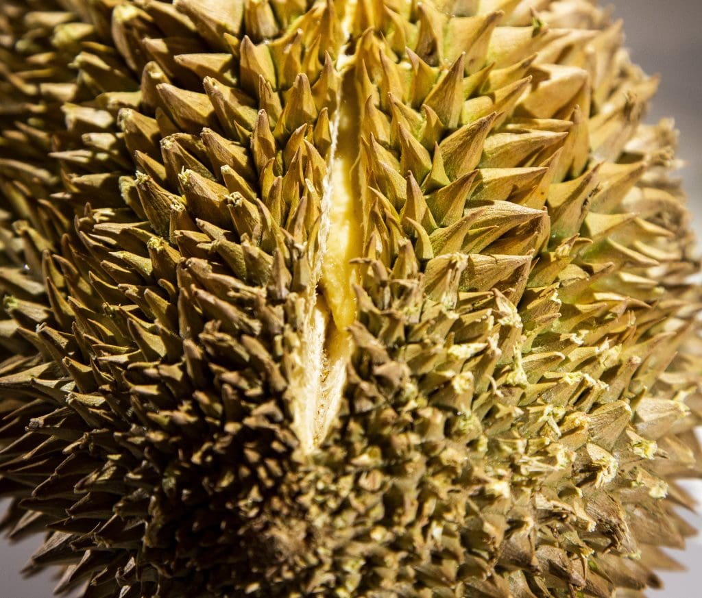 https://disgustingfoodmuseum.com/wp-content/uploads/2018/09/Durian-1-cropped-1024x873.jpg